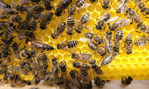 Die fleißigen Bienchen