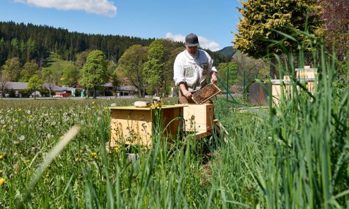 Jede Menge Blumen, Kräuter und Bäume für unseren Bienenhonig