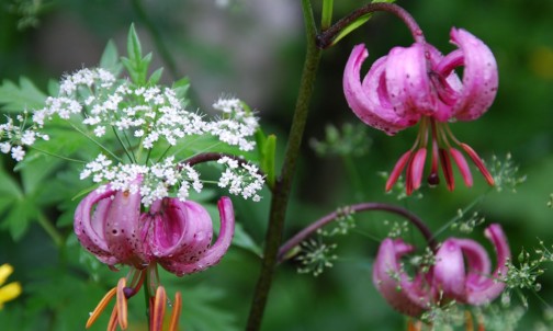 Blumenschmuck im Haus Herma