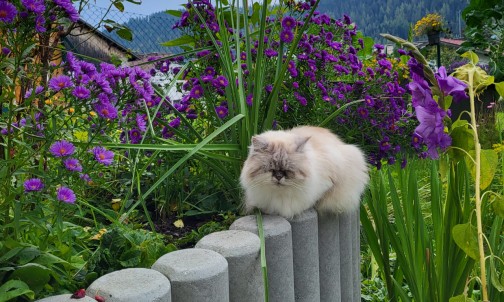 Sunny im Garten