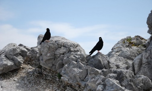 Naturerlebnisse in Ramsau